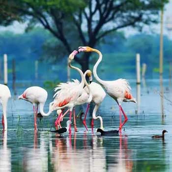  The Golden Triangle With Bharatpur